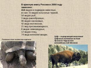В красную книгу России в 2000 году занесено:414 видов и подвидов животных,из них