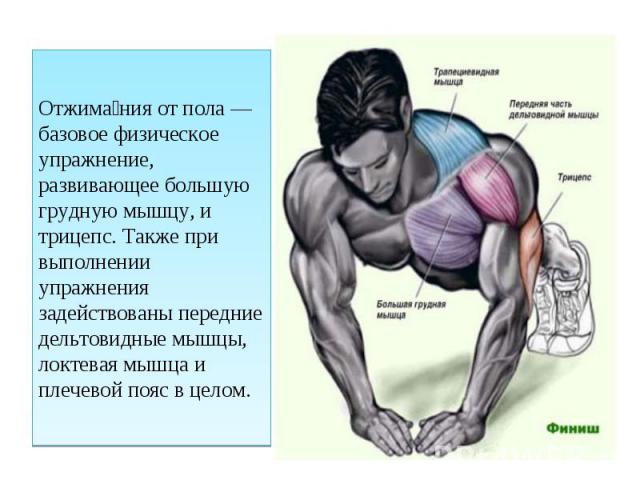 Отжимания от пола — базовое физическое упражнение, развивающее большую грудную мышцу, и трицепс. Также при выполнении упражнения задействованы передние дельтовидные мышцы, локтевая мышца и плечевой пояс в целом.
