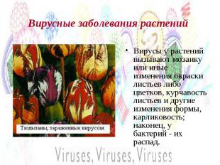 Вирусные заболевания растений Вирусы у растений вызывают мозаику или иные измене