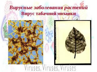 Вирусные заболевания растенийВирус табачной мозаики