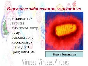 Вирусные заболевания животных У животных вирусы вызывают ящур, чуму, бешенство;
