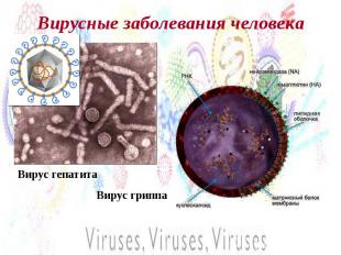 Вирусные заболевания человека Вирус гепатитаВирус гриппа