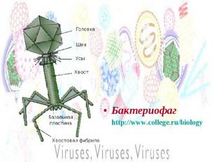 Бактериофаг http://www.college.ru/biology