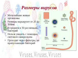 Размеры вирусов Мельчайшие живые организмыРазмеры варьируют от 20 до 300нмВ сред