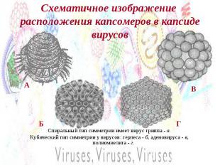 Схематичное изображение расположения капсомеров в капсиде вирусов Спиральный тип