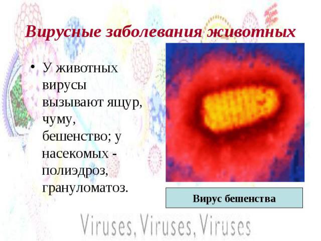 Вирусные заболевания животных У животных вирусы вызывают ящур, чуму, бешенство; у насекомых - полиэдроз, грануломатоз.