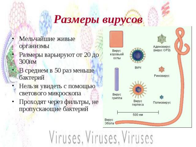 Размеры вирусов Мельчайшие живые организмыРазмеры варьируют от 20 до 300нмВ среднем в 50 раз меньше бактерийНельзя увидеть с помощью светового микроскопаПроходят через фильтры, не пропускающие бактерий