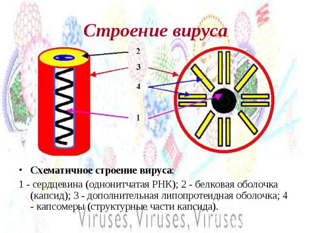 Строение вируса Схематичное строение вируса: 1 - сердцевина (однонитчатая РНК); 2 - белковая оболочка (капсид); 3 - дополнительная липопротеидная оболочка; 4 - капсомеры (структурные части капсида).