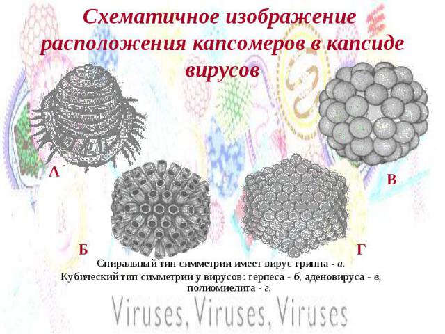 Схематичное изображение расположения капсомеров в капсиде вирусов Спиральный тип симметрии имеет вирус гриппа - а. Кубический тип симметрии у вирусов: герпеса - б, аденовируса - в, полиомиелита - г.