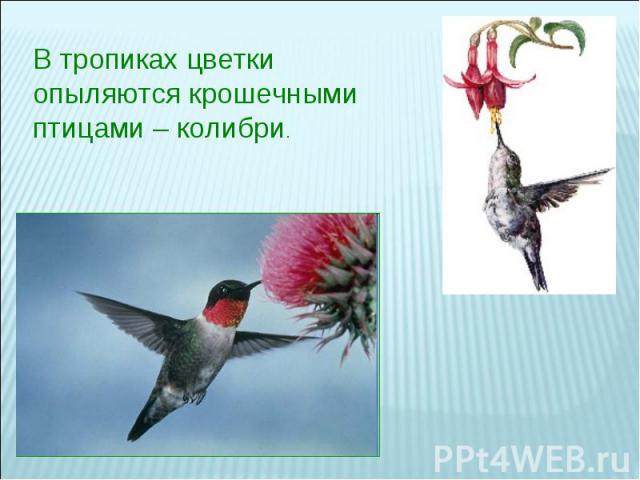 В тропиках цветки опыляются крошечными птицами – колибри.