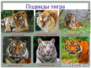 Подвиды тигра