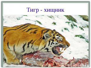 Тигр - хищник