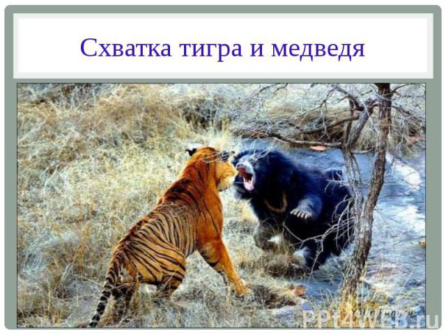 Схватка тигра и медведя