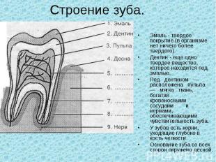 Строение зуба. Эмаль - твердое покрытие (в организме нет ничего более твердого).