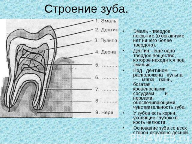 Строение зуба. Эмаль - твердое покрытие (в организме нет ничего более твердого).Дентин - еще одно твердое вещество, которое находится под эмалью.Под дентином — расположена пульпа — мягка ткань, богатаякровеносными сосудами и нервами, обеспечивающими…