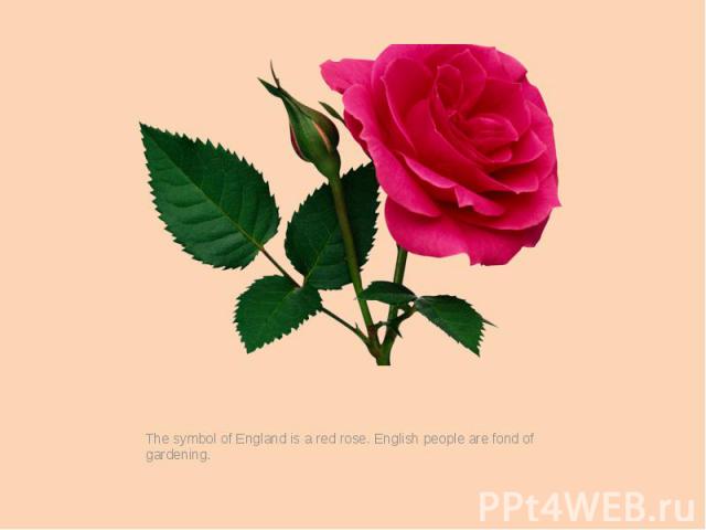 The symbol of England is a red rose. English people are fond of gardening.