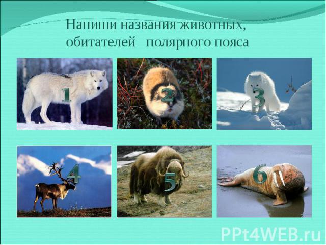 Напиши названия животных, обитателей полярного пояса