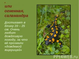 Пятнистая, или огненная, саламандра Достигает в длину 20 – 25 см. Очень любит до