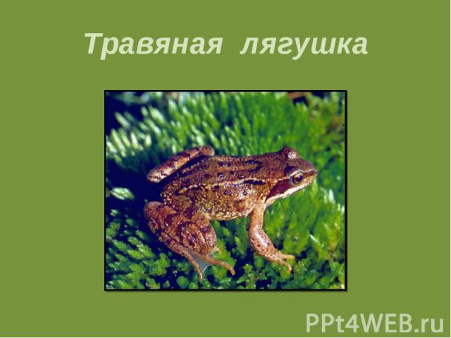 Травяная лягушка