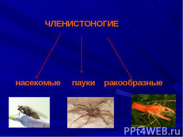 ЧЛЕНИСТОНОГИЕ насекомые пауки ракообразные