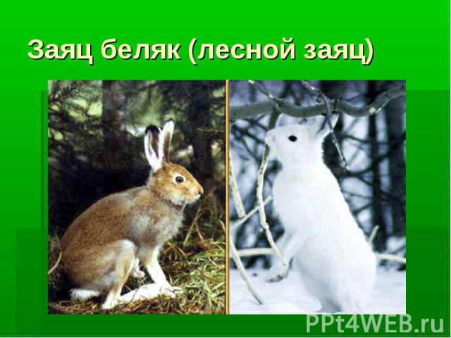 Заяц беляк (лесной заяц)