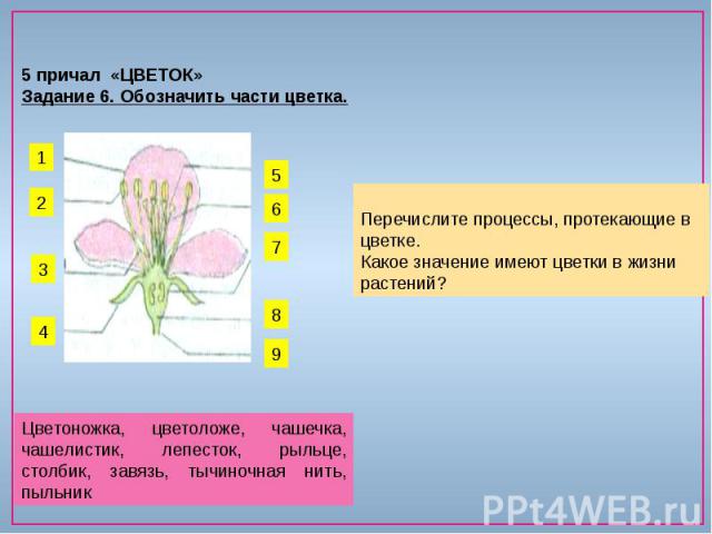 5 причал «ЦВЕТОК»Задание 6. Обозначить части цветка.  Перечислите процессы, протекающие в цветке. Какое значение имеют цветки в жизни растений? Цветоножка, цветоложе, чашечка, чашелистик, лепесток, рыльце, столбик, завязь, тычиночная нить, пыльник