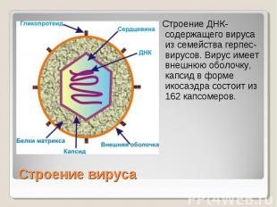 Строение ДНК-содержащего вируса из семейства герпес-вирусов. Вирус имеет внешнюю