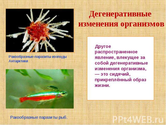 Дегенеративные изменения организмов Другое распространенное явление, влекущее за собой дегенеративные изменения организма, — это сидячий, прикреплённый образ жизни. Ракообразные-паразиты изоподы Антарктики Ракообразные паразиты рыб.