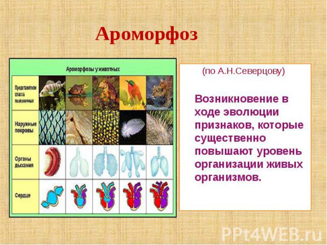 Ароморфоз (по А.Н.Северцову) Возникновение в ходе эволюции признаков, которые существенно повышают уровень организации живых организмов.