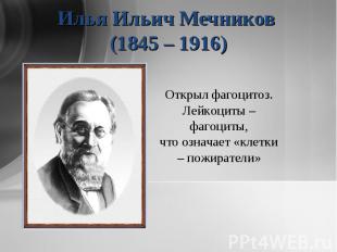 Илья Ильич Мечников (1845 – 1916) Открыл фагоцитоз.Лейкоциты – фагоциты,что озна
