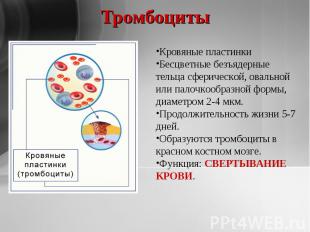 Тромбоциты Кровяные пластинкиБесцветные безъядерные тельца сферической, овальной