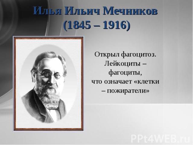 Илья Ильич Мечников (1845 – 1916) Открыл фагоцитоз.Лейкоциты – фагоциты,что означает «клетки – пожиратели»