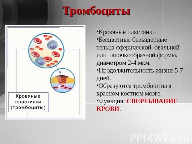 Тромбоциты Кровяные пластинкиБесцветные безъядерные тельца сферической, овальной или палочкообразной формы, диаметром 2-4 мкм. Продолжительность жизни 5-7 дней.Образуются тромбоциты в красном костном мозге.Функция: СВЕРТЫВАНИЕ КРОВИ.