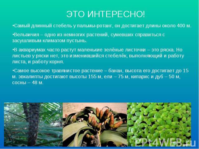 ЭТО ИНТЕРЕСНО! Самый длинный стебель у пальмы-ротанг, он достигает длины около 400 м.Вельвичия – одно из немногих растений, сумевших справиться с засушливым климатом пустынь.В аквариумах часто растут маленькие зелёные листочки – это ряска. Но листье…