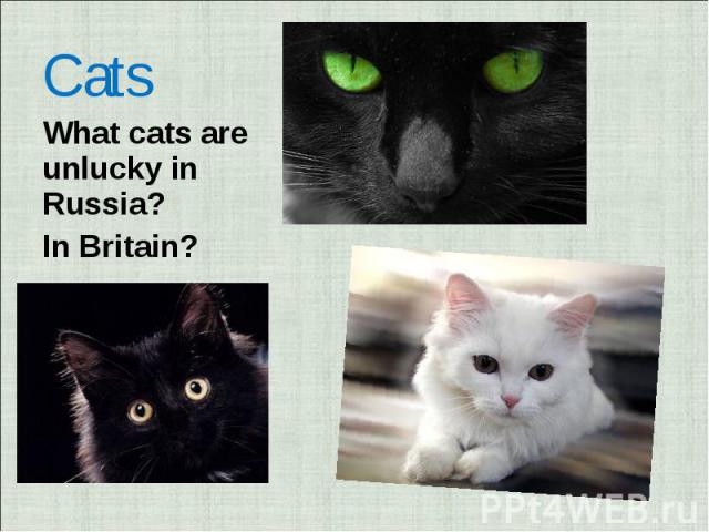Cats What cats are unlucky in Russia? In Britain?