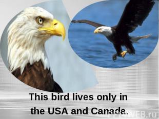 This bird lives only in the USA and Canada.