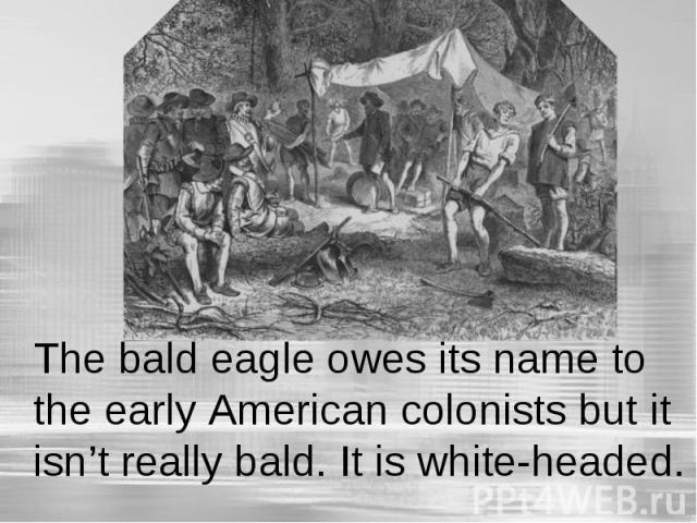 The bald eagle owes its name to the early American colonists but it isn’t really bald. It is white-headed.