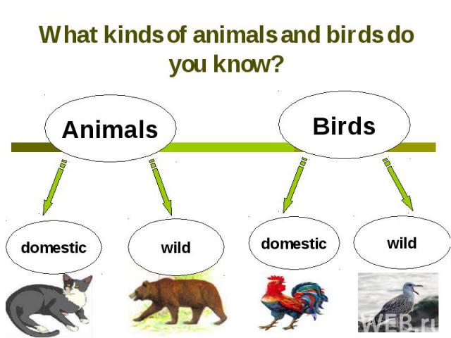 What kinds of animals and birds do you know?