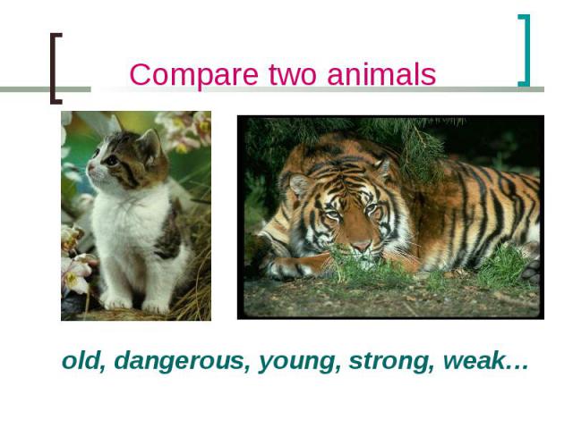 Compare two animals old, dangerous, young, strong, weak…