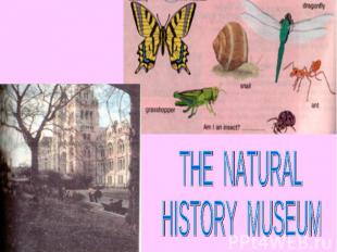 THE NATURALHISTORY MUSEUM