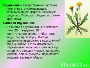 Одуванчик – лекарственное растение, потогонное, отхаркивающее, успокаивающее, жа