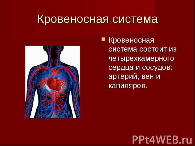 Кровеносная система Кровеносная система состоит из четырехкамерного сердца и сосудов: артерий, вен и капиляров.