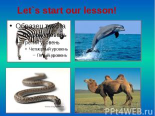 Let`s start our lesson!