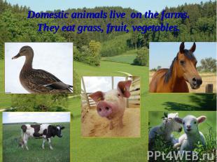 Domestic animals live on the farms.They eat grass, fruit, vegetables.