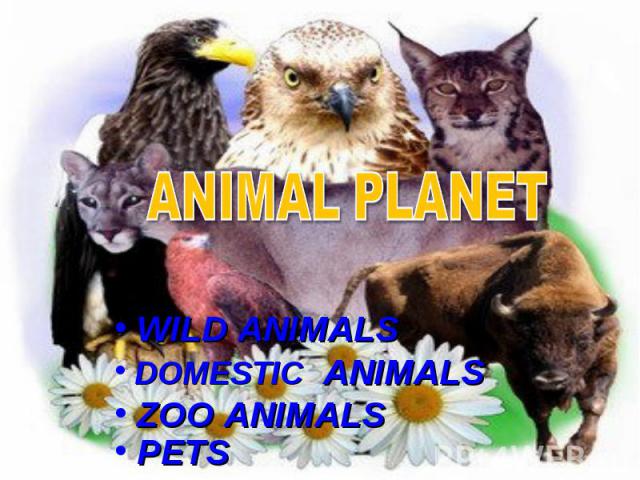 Animal planet WILD ANIMALS DOMESTIC ANIMALS ZOO ANIMALS PETS