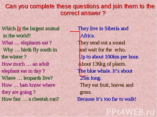 Can you complete these questions and join them to the correct answer ?Which is the largest animal They live in Siberia and in the world? Africa. What … elephants eat ? They send out a sound Why … birds fly south in and wait for the echo.the winter ?…