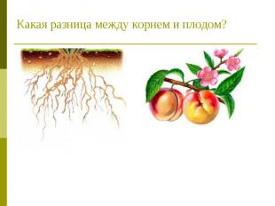 Какая разница между корнем и плодом?