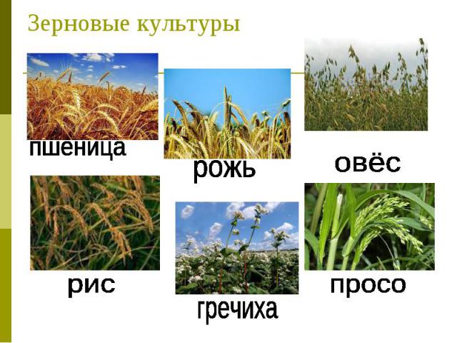 Зерновые культуры пшеница рис рожь гречиха овёс просо