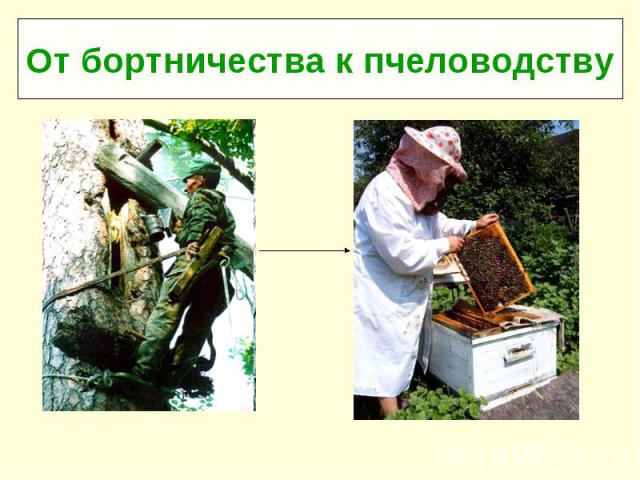 От бортничества к пчеловодству