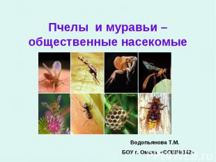 Пчелы и муравьи – общественные насекомые Водопьянова Т.М. БОУ г. Омска «СОШ№142»